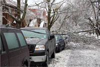 Cars and trees